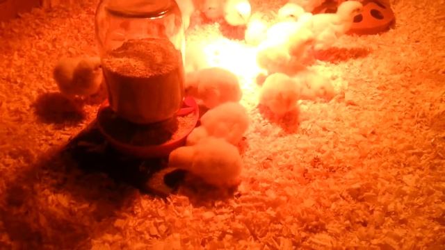 Бройлеры кобб 500. Перевод цыплят из брудера в курятник. смотреть онлайн