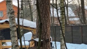 Алиса лиса. Голуби в жизни Алисы и Белого (Pigeons in the lives of Alice and White).