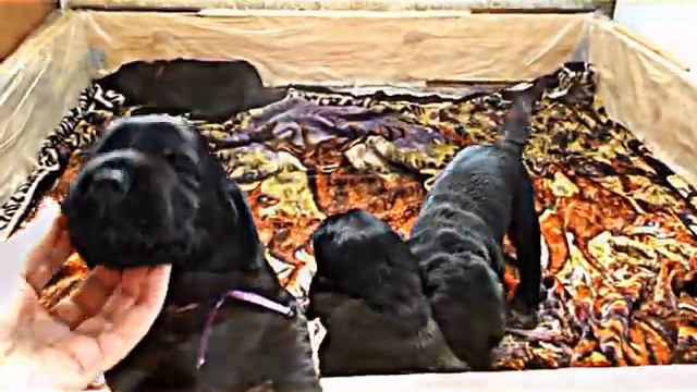 Щенки Лабрадора Ретривера смотреть онлайн