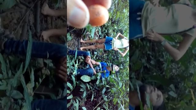Орангутанги мама и детеныш