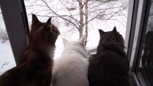 Мейн куны разговаривают с птичками