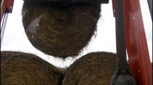 Вывозим сено с полей на МТЗ - 80.1 в агрегате с арбой (платформой).