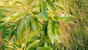 Цветение каштана съедобного