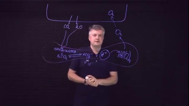 Биохимия: Биологический смысл эффекта Бора. Взаимосвязь Н+ и 2,3 бисфосфоглицерата