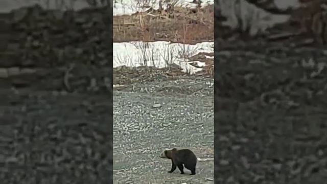 НОРИЛЬСК//МЕДВЕДЬ ПРОСНУЛСЯ