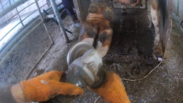 Функциональная расчитка копыт/Снятия копытного БЛОКА / Cows Hoof Trimming
