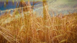 Ах вы косы... А. Копосов, аранж. А. Полетаев, Е. Поликанин, БОЯН.mp4