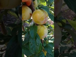 Слива Голден Плумза /Golden Plumza/
