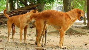 Three Dogs want to meeting // Dog meeting 2023//Dog meeting for the summer season in village