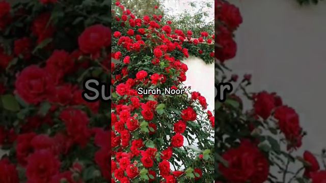 Quran ❤️ Surah Noor ❤️ayat 17-21 Quran  Urdu Translation short