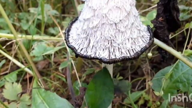 Оказывается съедобный.Красивый гриб.Навозник белый. смотреть онлайн