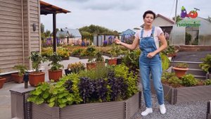 ПРЯНЫЕ ТРАВЫ В САДУ