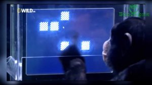 ШИМПАНЗЕ против ЧЕЛОВЕКА - тест на память. А ТЫ ПОБЕДИШЬ ОБЕЗЬЯНУ?