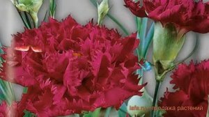 Гвоздика обыкновенный Гренадин Король в черном ? обзор: как сажать, семена гвоздики