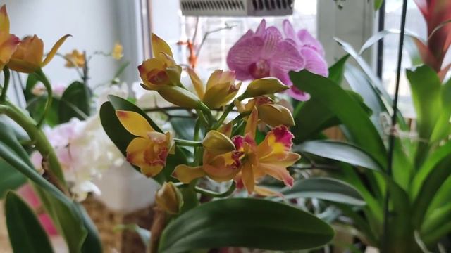 POT. MIKI FIRE BALL (=POT. KAT E-SUN × CTT. LITTLE FAIRY 'MIKI')-цьогорічне квітування. смотреть онлайн