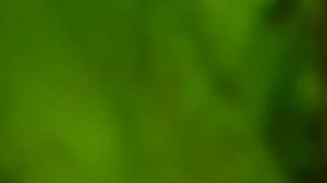 В поиске сома. Джунгли реки Воронеж.