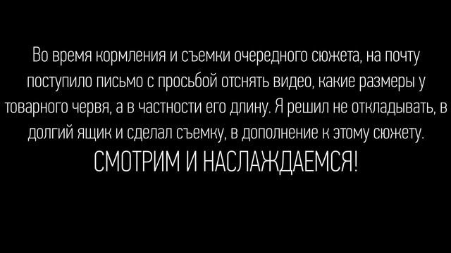 Как червь переходит в новый субстрат/Размер червя/Разведение червя дендробена