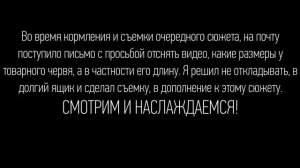 Как червь переходит в новый субстрат/Размер червя/Разведение червя дендробена