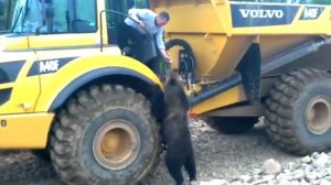 Работа на севере Амур Золото, мишка пришел покушать.