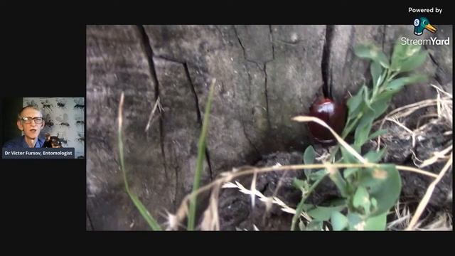 Где Прячутся Жуки Носороги? Where are Rhyno Beetles Living and Hiding in a Big City?