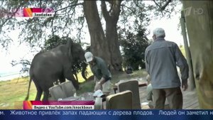 На туристов напал слон