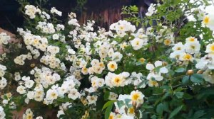 Róża pnąca Bobby James