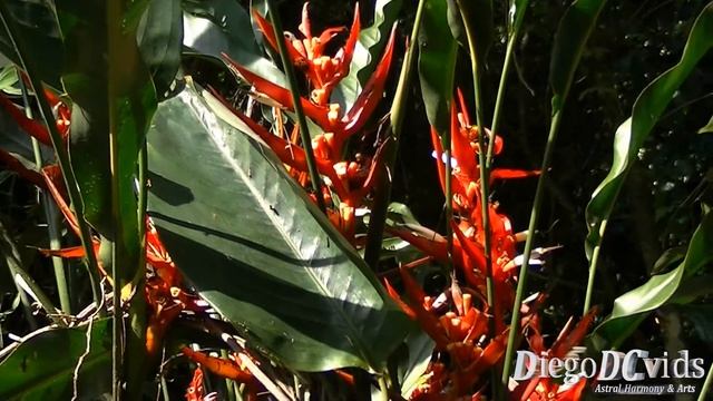 Heliconia angusta - Red Christmas - Heliconia vermelha (Heliconiaceae) смотреть онлайн