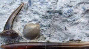 БЕЛЕМНИТ? Чёртов палец, громовая стрела | Познавательные странички о натуральных камнях