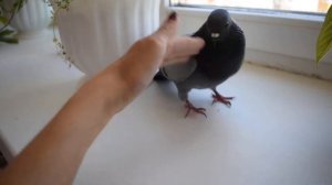 Голубь дерется)