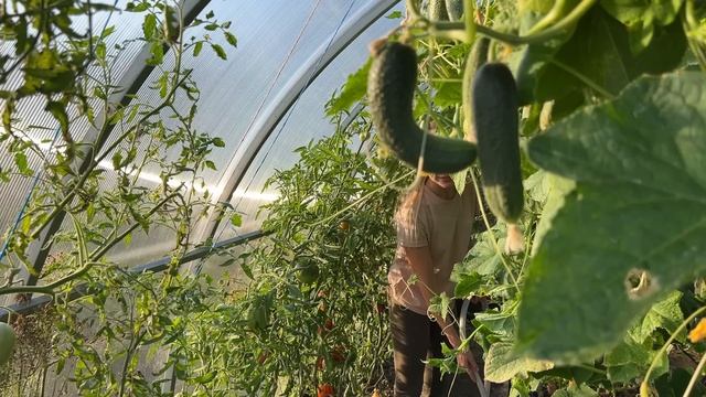 СПЕШИМ В ДЕРЕВНЮ ПОСЛЕ РАБОТЫ/ ВЕЧЕРНИЙ ПОЛИВ, УРОЖАЙ ПОМИДОР/ КАК ВСЁ УСПЕТЬ НА 30 СОТКАХ смотреть онлайн