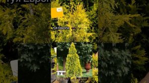 Топ 3 "Хвойных ростения" - из нашего питомника Дивный сад.