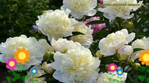 Пион молочноцветковый Дюшес де Немур. Краткий обзор, описание paeonia lactiflora Duchesse de Nemour