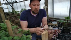 ПОСАДОЧНАЯ КАРТОШКА ПЕРЕРОСЛА????? Что делать? Предподготовка посадочной картошки.