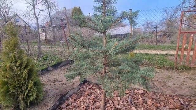 Новые хвойные. Переделка рокария. Наводим красоту на участке, убираем завал. Первомай. 01.05.2022г