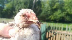 Как подрезать КРиВой клюв у цыплёнка