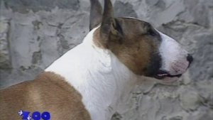 Бультерьер