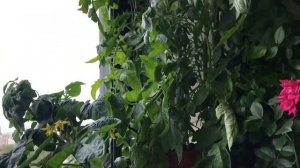 Новые Цветы на балконе. Гортензия на балконе