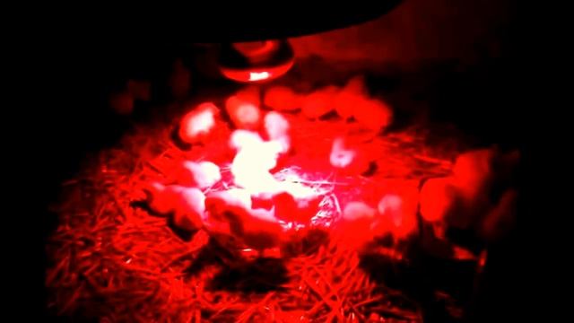 ВЫРАЩИВАНИЕ БРОЙЛЕРОВ В ДОМАШНИХ УСЛОВИЯХ# СОВЕТЫ ПО ВЫРАЩИВАНИЮ БРОЙЛЕРОВ# ЭТО ПОЛЕЗНО ЗНАТЬ смотреть онлайн