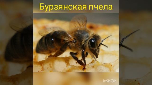 Бурзянская пчела Охрана пчелы смотреть онлайн
