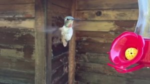 Полет колибри в режиме замедленной съемки.