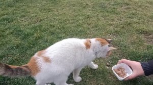 We Feed Stray Cats in Distress ? Animal Rescue/ Stray Cat Rescue