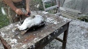 Как снять перья с гуся быстро!