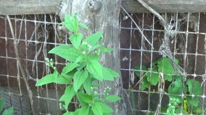 Маленький декоративный сад - весна 2017