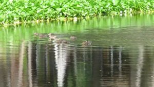 Утята Чирок-свистунок с мамой уткой, European teal ducklings