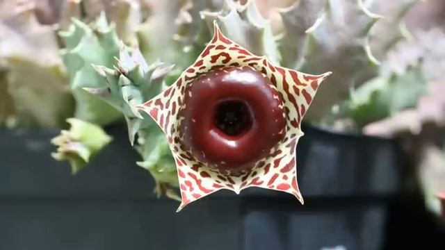 Huernia zebrina timelapse.mov смотреть онлайн