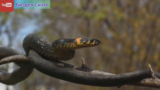 ЖЫЛААН түшкө кирсе ЭМНЕ БОЛОТ? смотреть онлайн