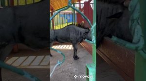 Красноярский ЗООПАРК «Роев ручей»! 11.06.2023г.