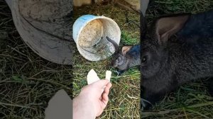 Совместное содержание кроликов с курами, побег ушастика