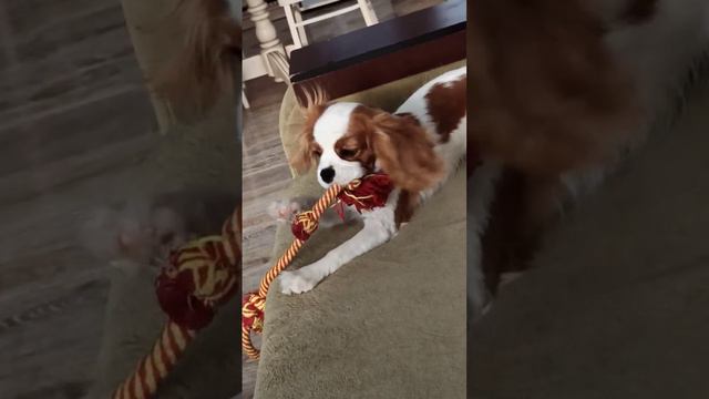 Щенок Кавалер Кинг Чарльз спаниель смотреть онлайн