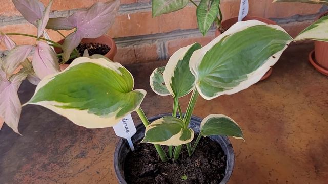 🌿Новинки ХОСТ с рынка🌱 смотреть онлайн